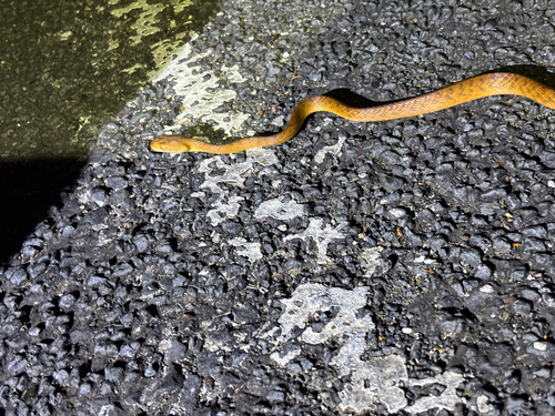 Brown Tree Snake sighting