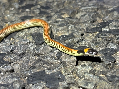 Red-naped Snake sighting