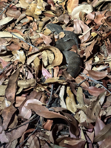 Southern Death Adder sighting