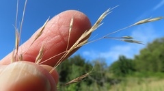 Deschampsia danthonioides
