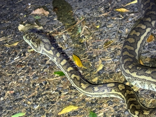 Coastal Carpet Python sighting