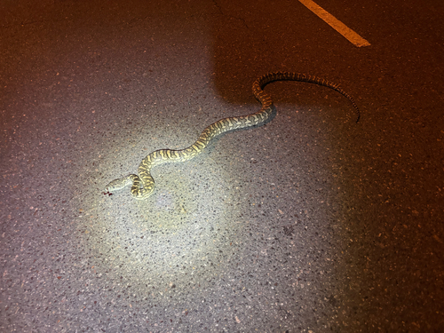 Coastal Carpet Python sighting
