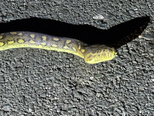 Coastal Carpet Python sighting