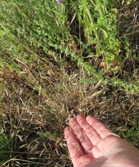 Deschampsia danthonioides