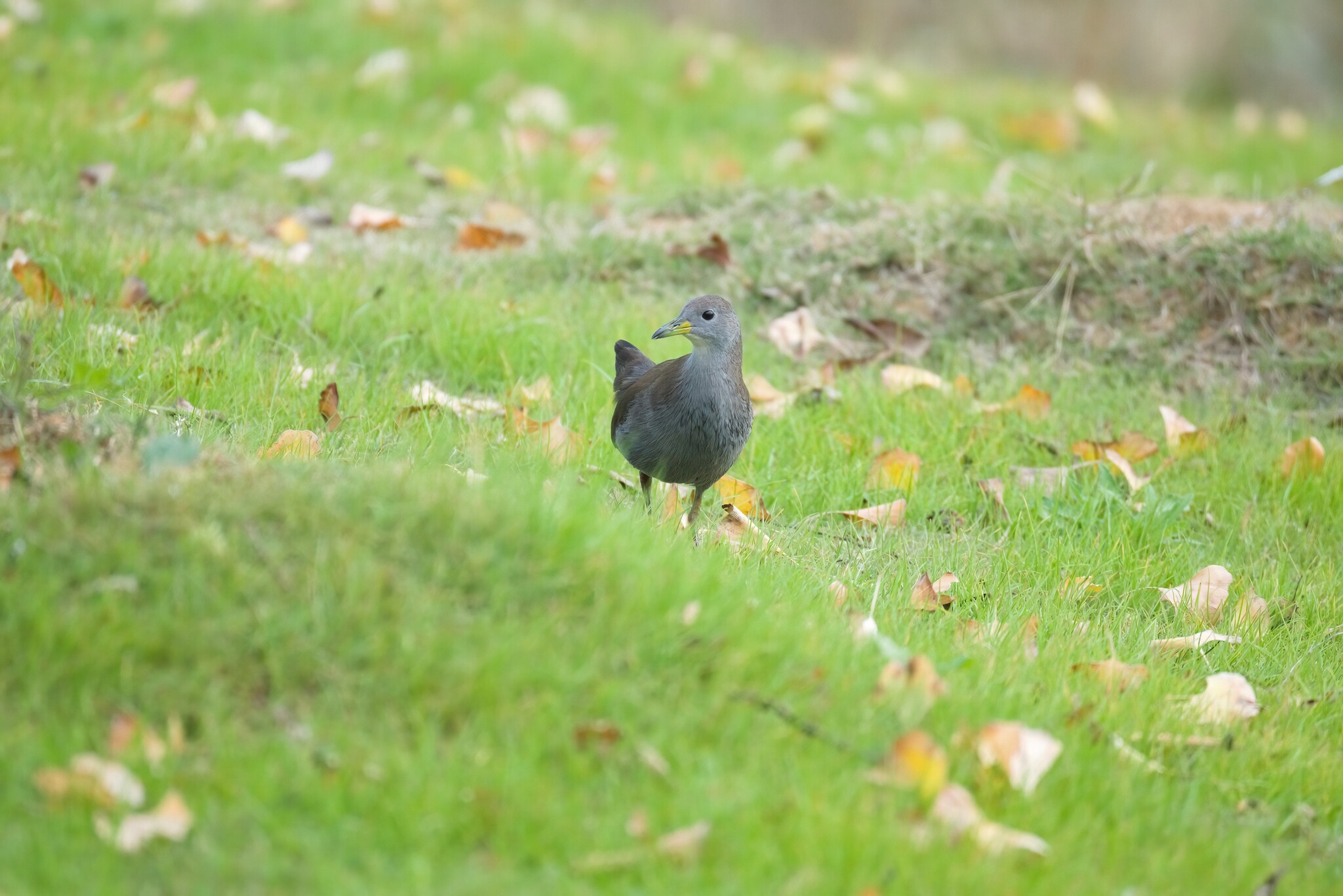 Brown Crake