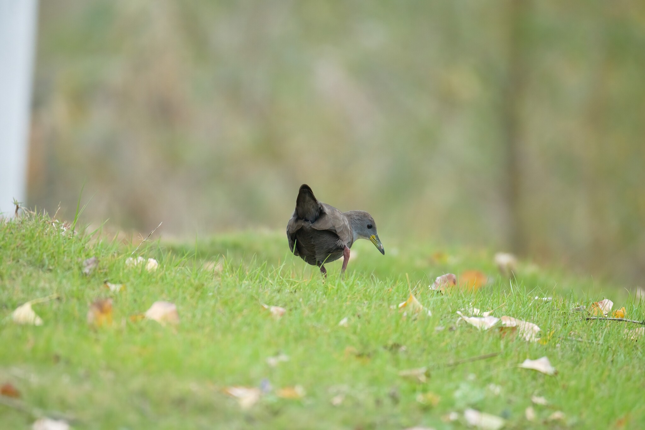Brown Crake