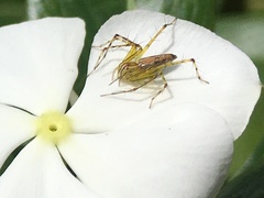 Oxyopes javanus