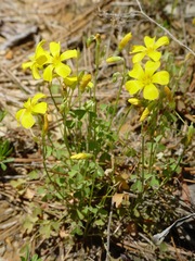 Oxalis texana