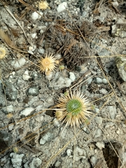Paepalanthus aretioides