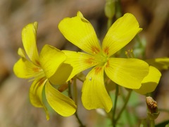 Oxalis texana