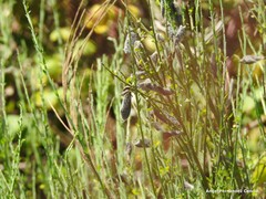 Cytisus cantabricus