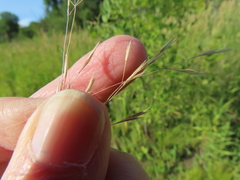 Deschampsia danthonioides