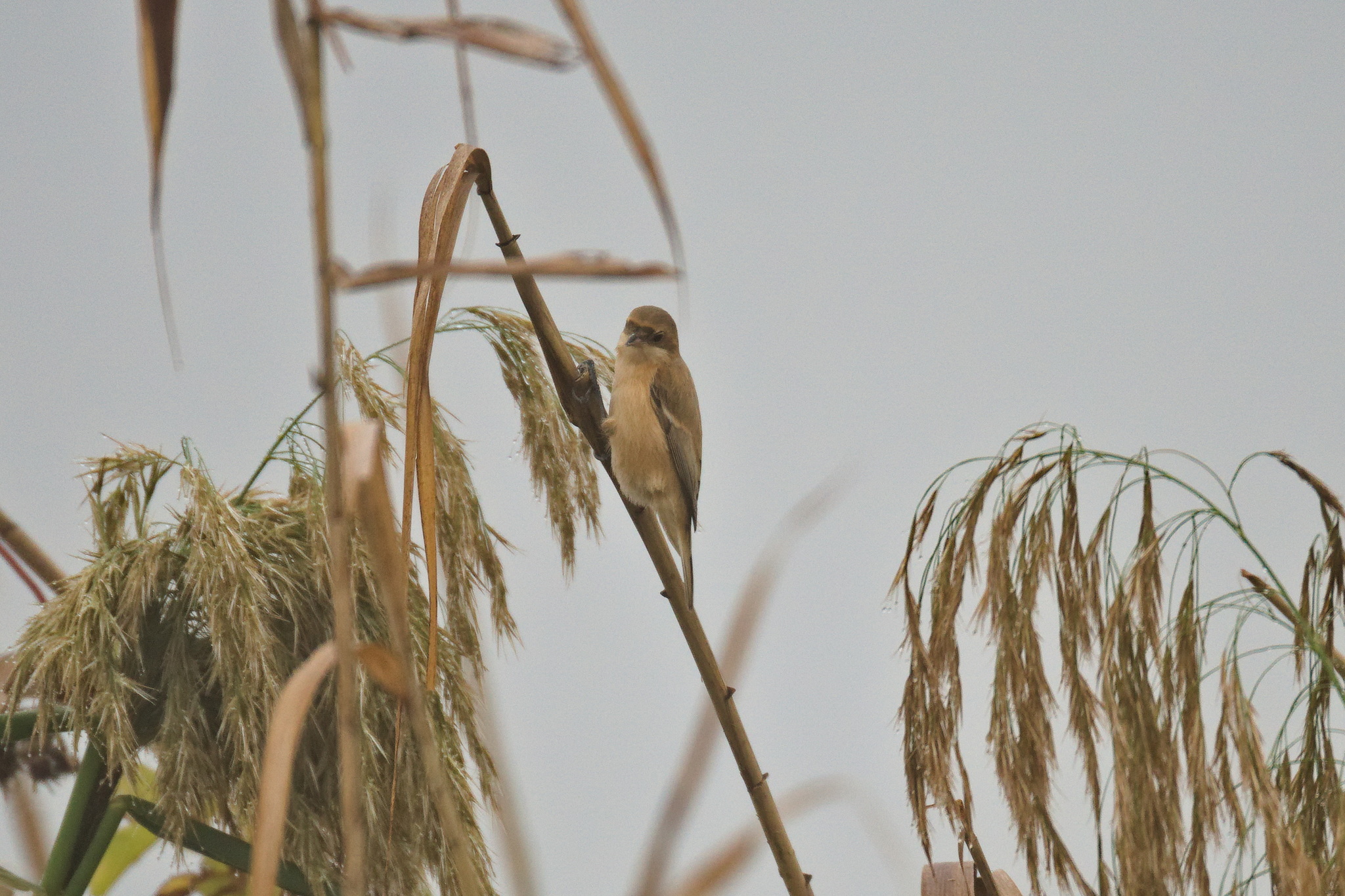 Chinese Penduline Tit