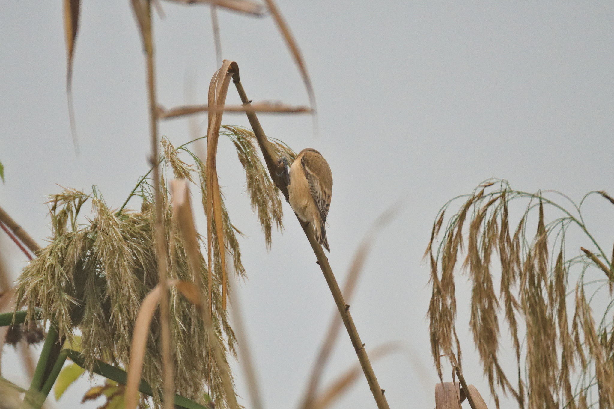 Chinese Penduline Tit