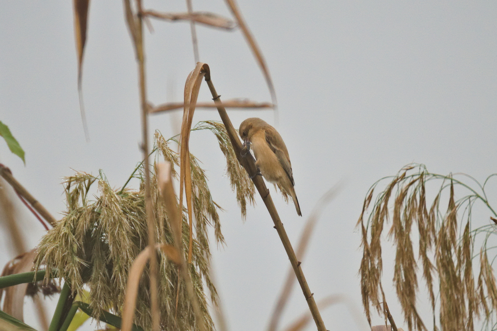 Chinese Penduline Tit