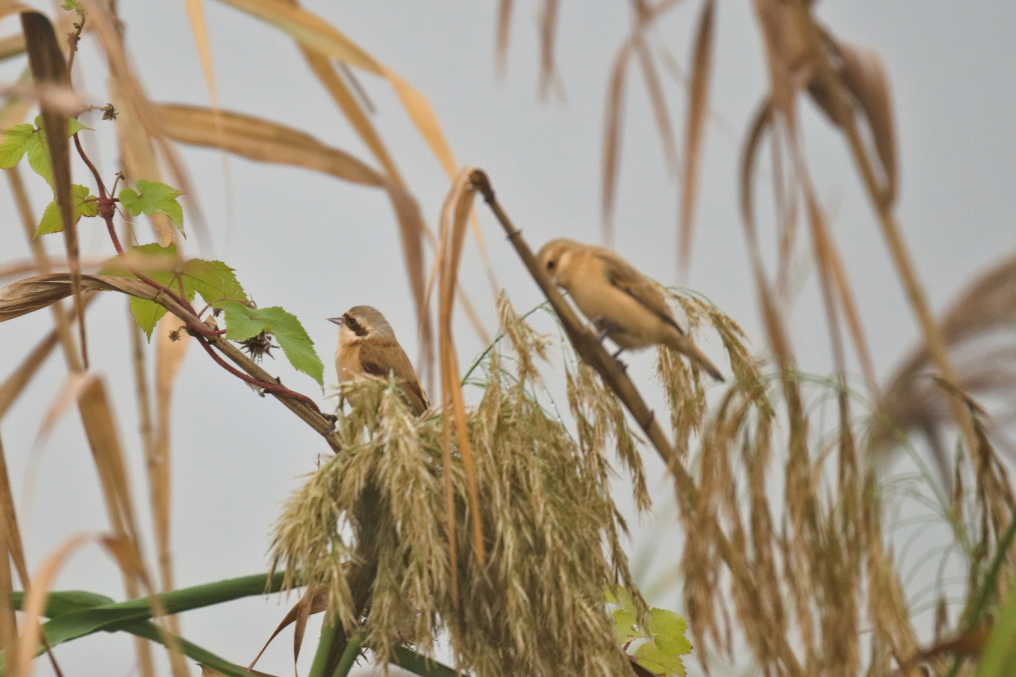 Chinese Penduline Tit