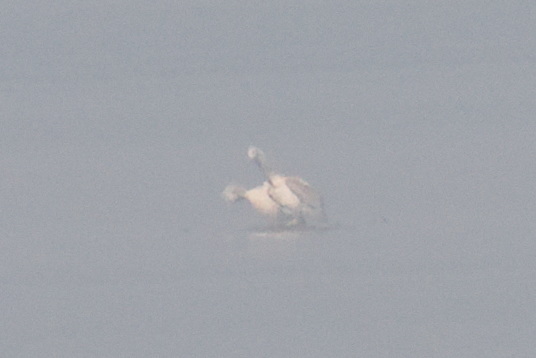 Dalmatian Pelican