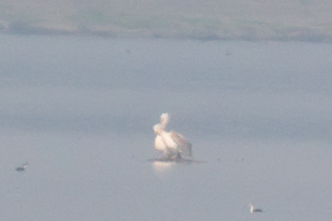 Dalmatian Pelican