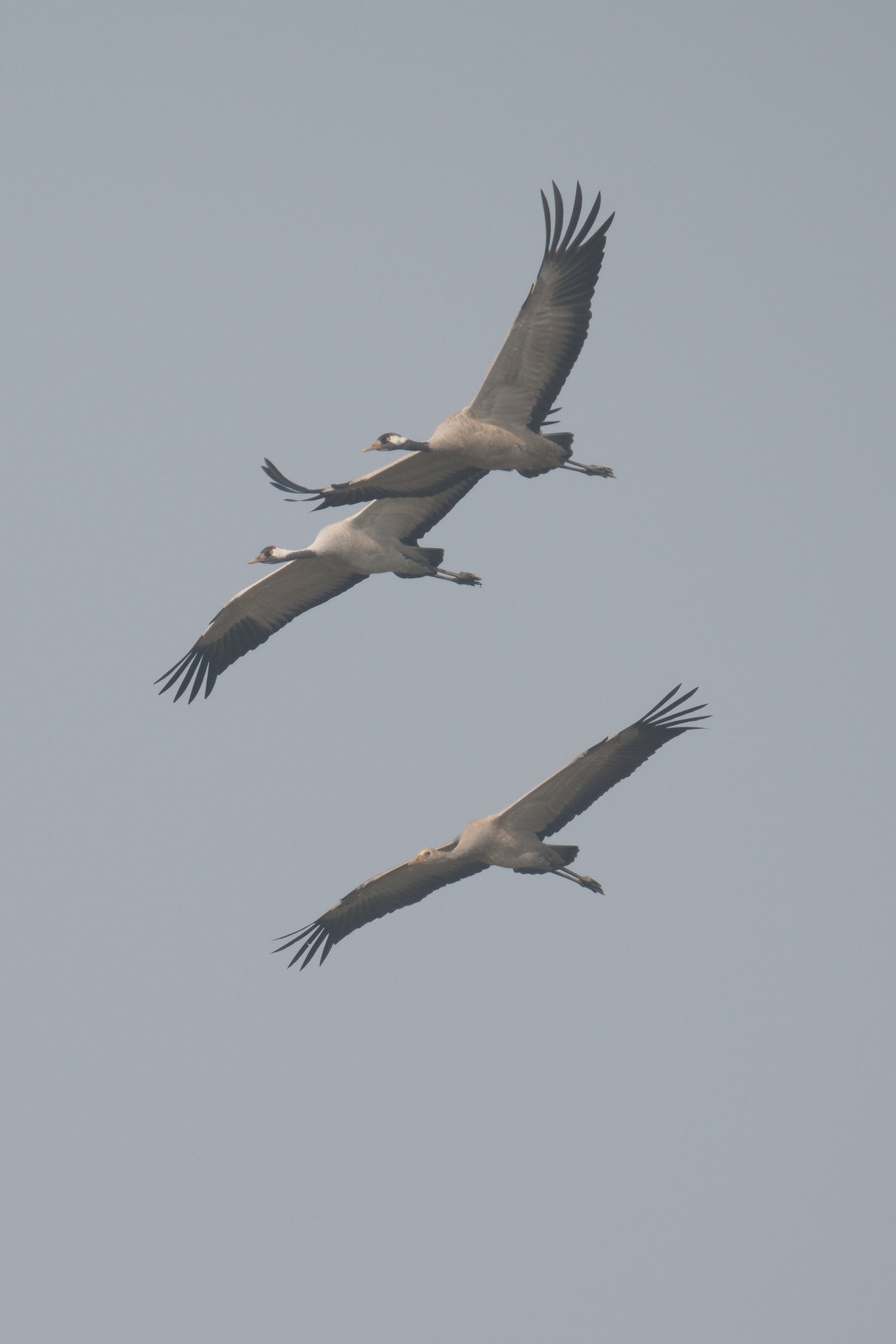 Common Crane