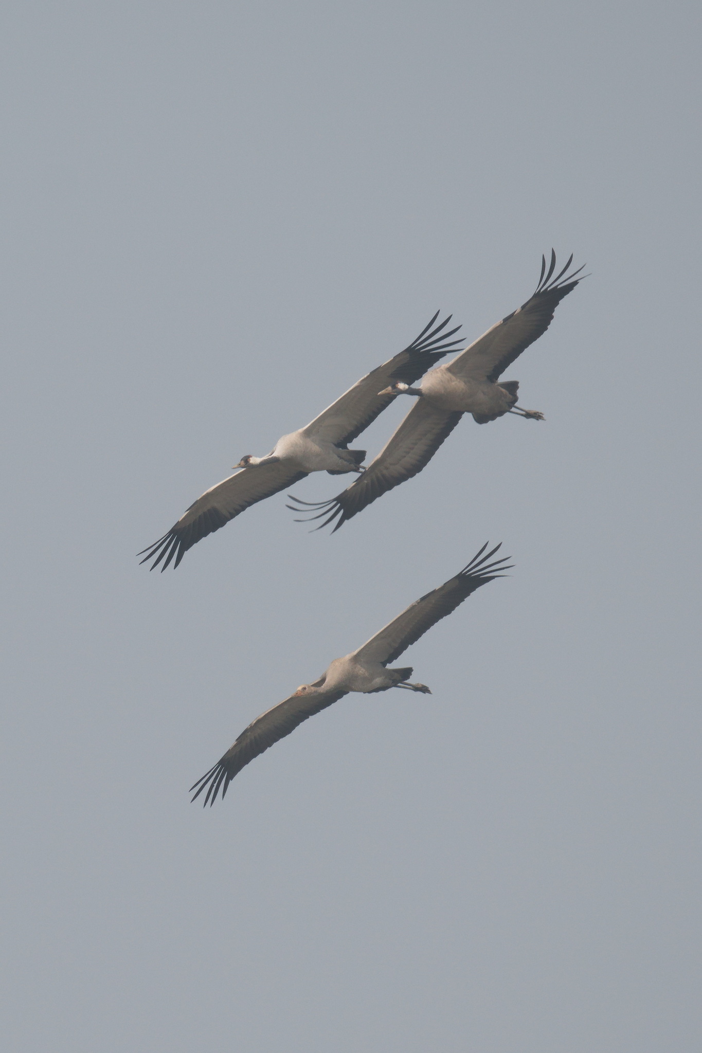 Common Crane