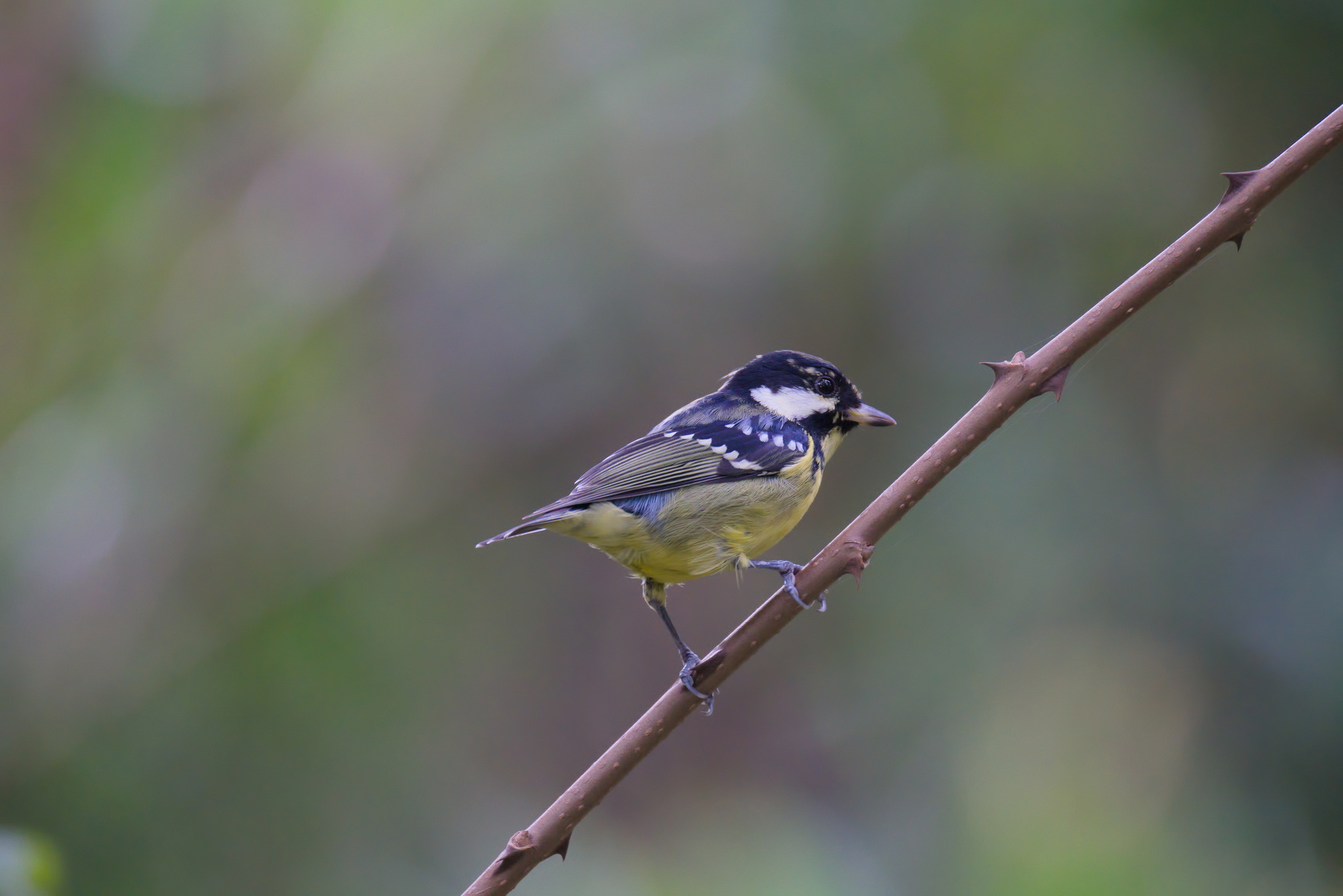 Yellow-bellied Tit