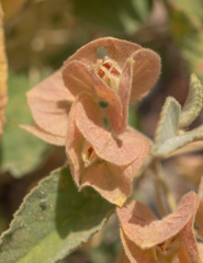 Melhania phillipsiae (Melhania phillipsiae)