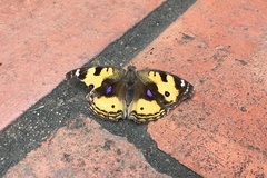 Junonia hierta hierta