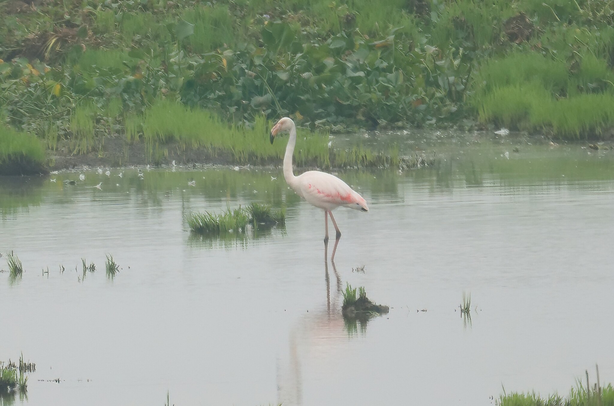 Greater Flamingo