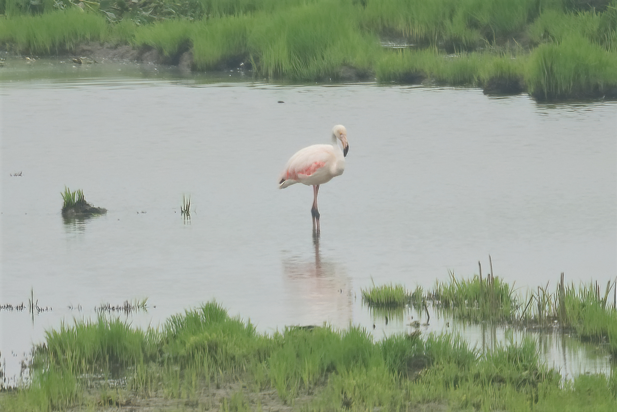 Greater Flamingo