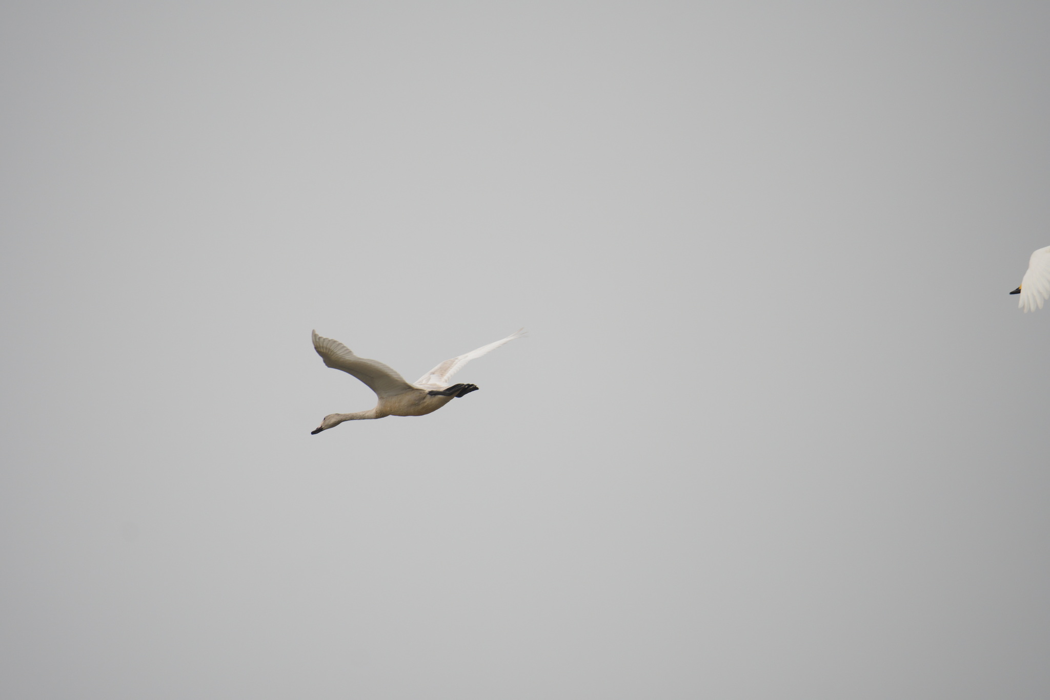 Tundra Swan