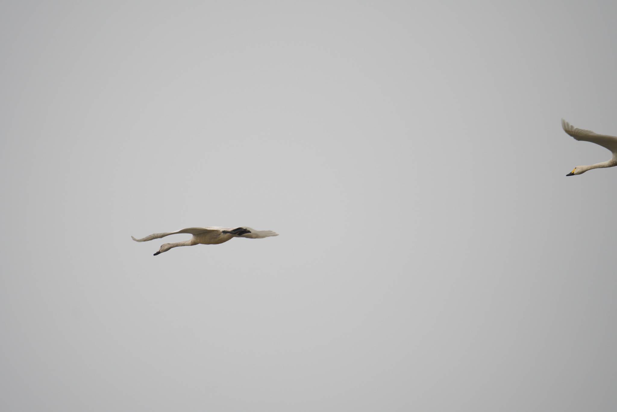 Tundra Swan
