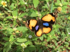 Junonia hierta hierta