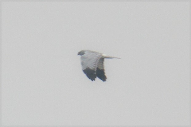 Hen Harrier