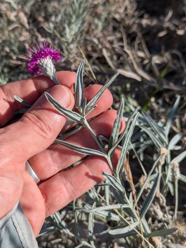 Vernonia larseniae, photograph 3