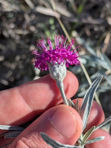 Larsen’s Ironweed (Vernonia larseniae)