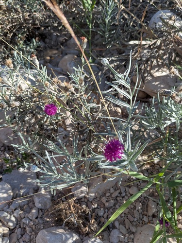 Vernonia larseniae, photograph 2