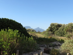 Tetragonia decumbens