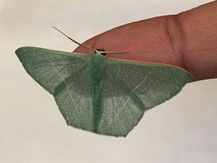 Pelagodes antiquadraria