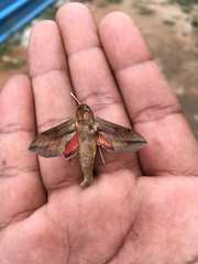 Hippotion boerhaviae