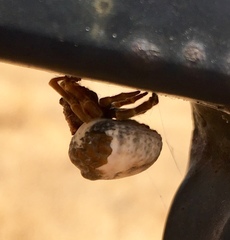 Mastophora cornigera