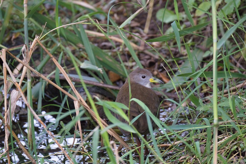 Brown Crake (Zapornia akool), photo 4