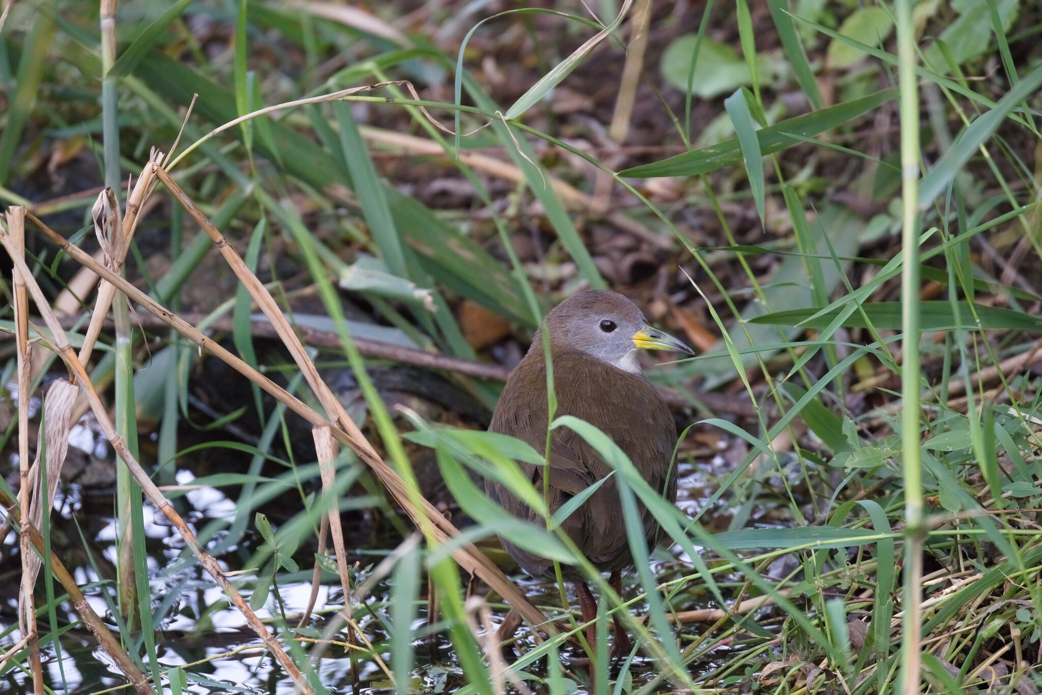 Brown Crake