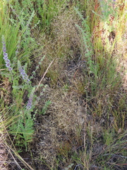 Deschampsia danthonioides