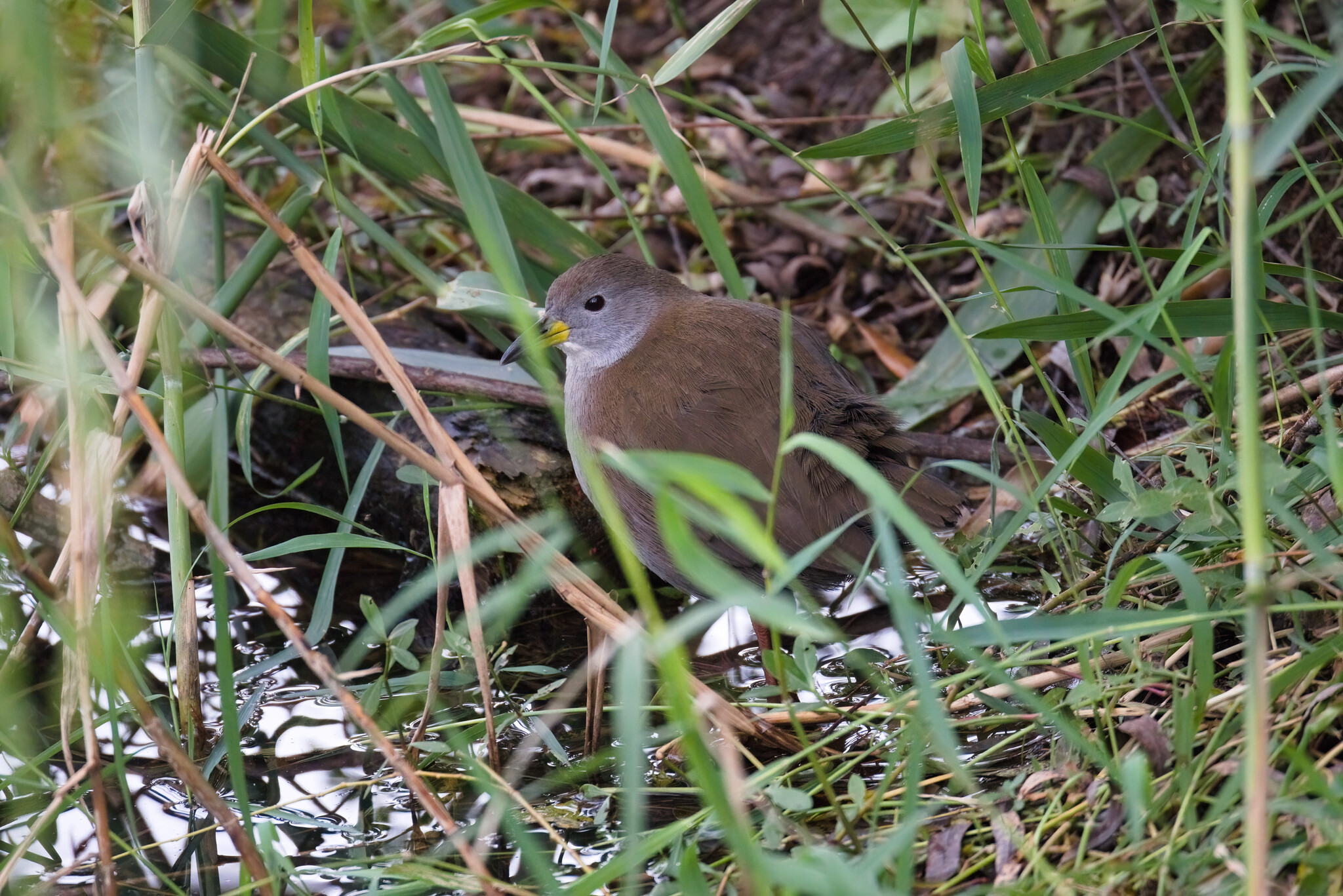Brown Crake