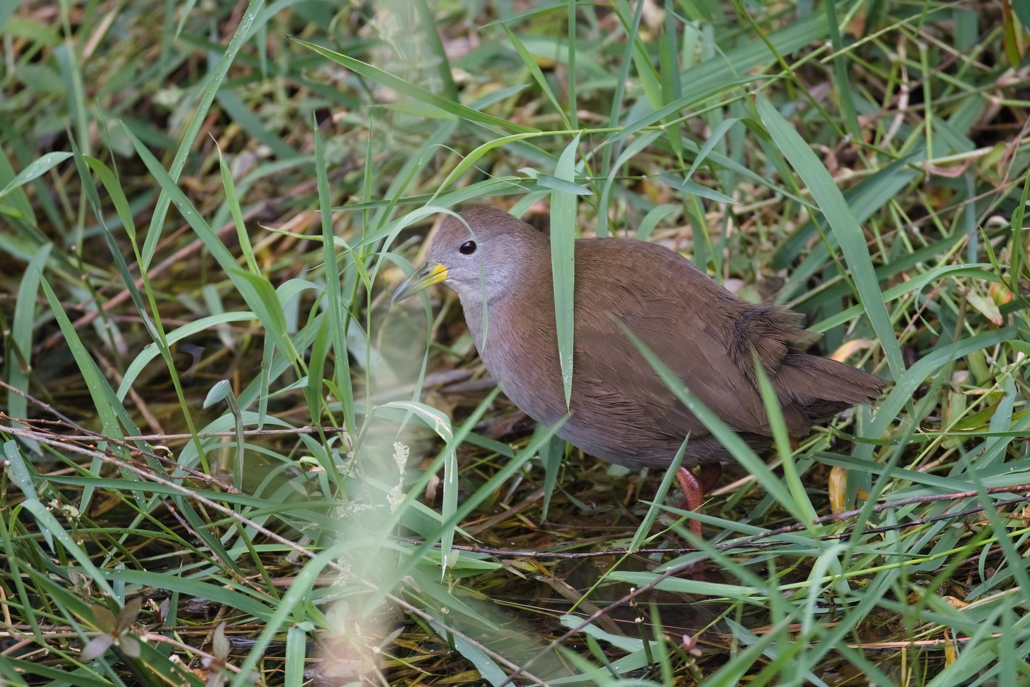 Brown Crake