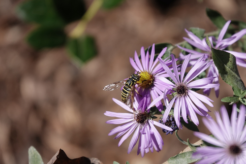 Unknown species found near Norwood Ln, Lewisville, NC, US