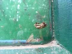 Ropalidia cyathiformis