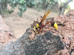 Delta pyriforme pyriforme