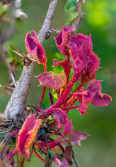 Puccinia magellanica