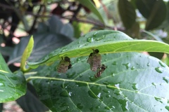 Ropalidia cyathiformis